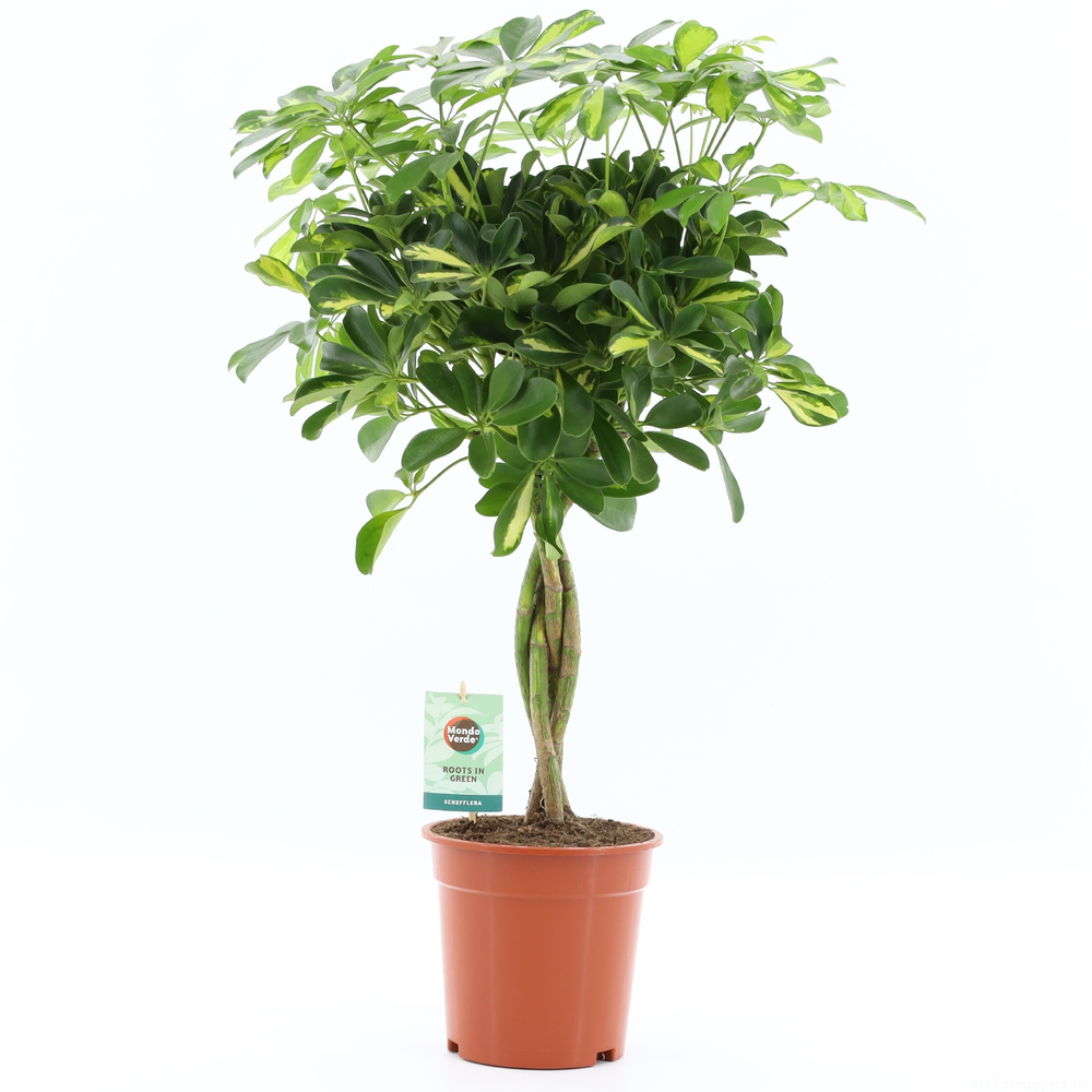 Schefflera arboricola 'Gold Capella'.