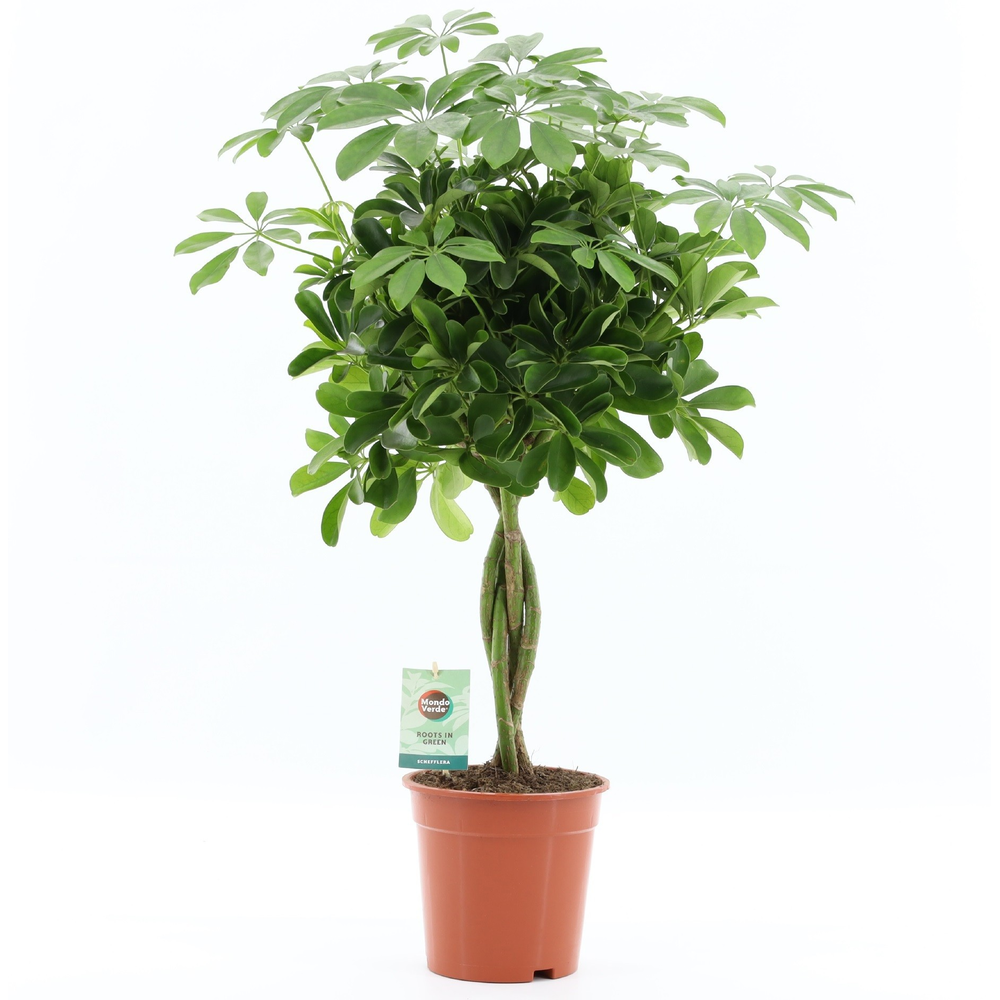 Schefflera arboricola 'Nora'.