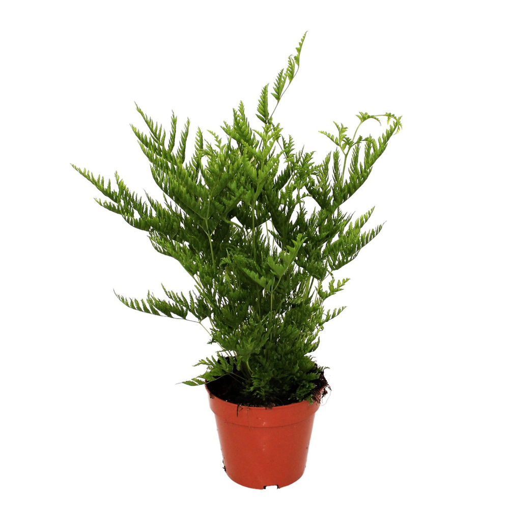 Pteris Straminea (Naaldvaren).