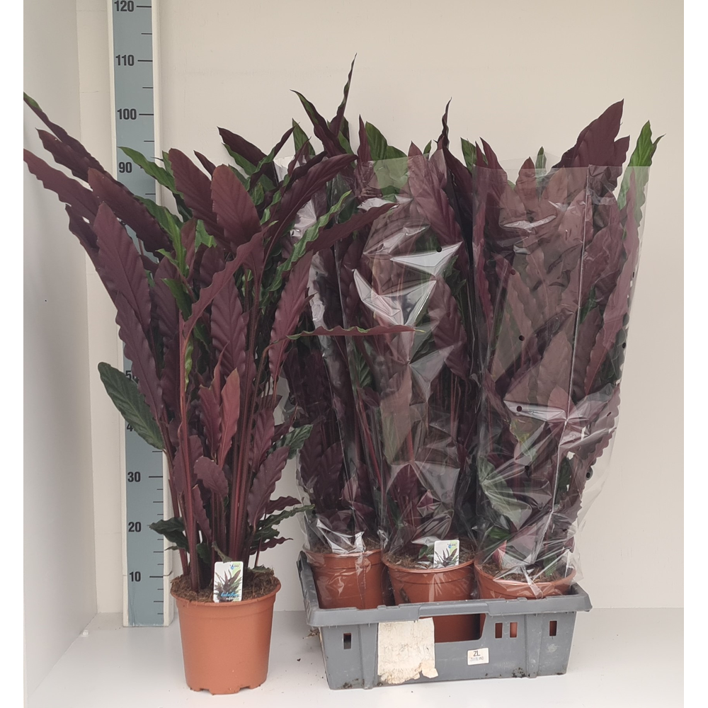 Calathea rufibarba.