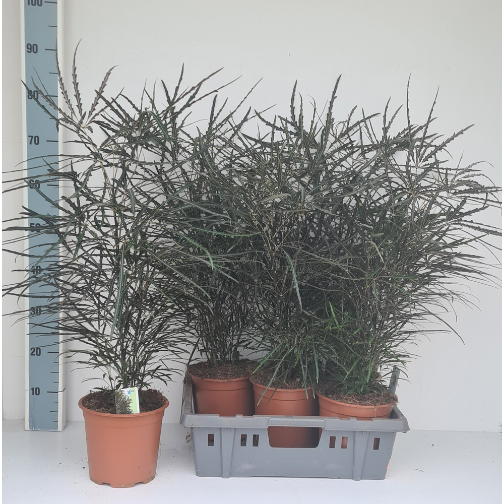 Dizygotheca elegantissima.