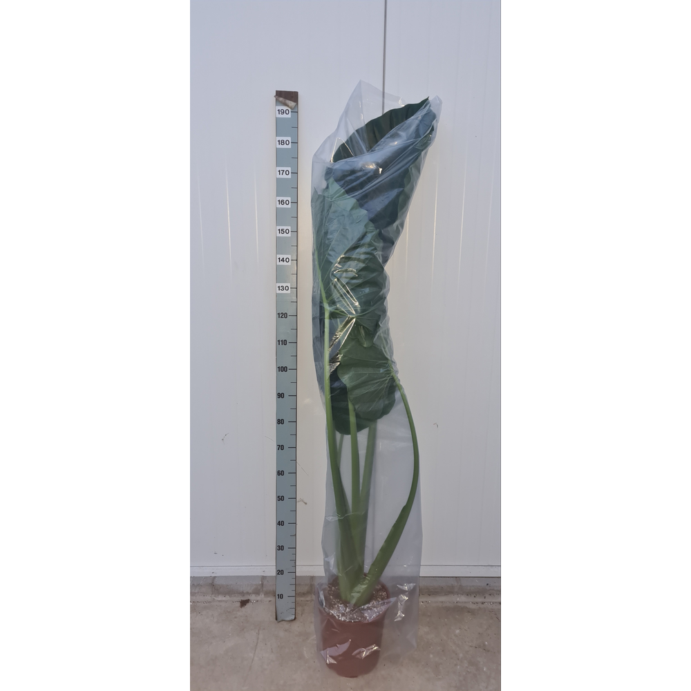 Alocasia macrorrhiza.