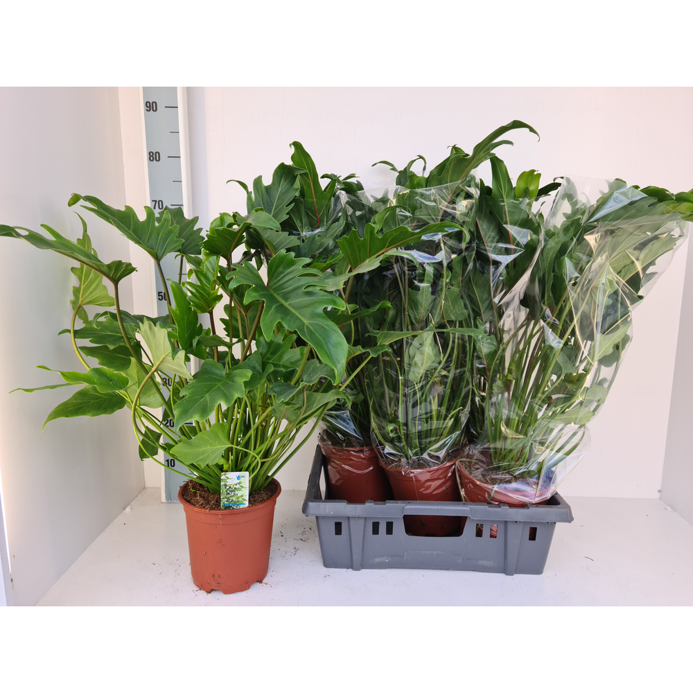 Philodendron Xanadu.