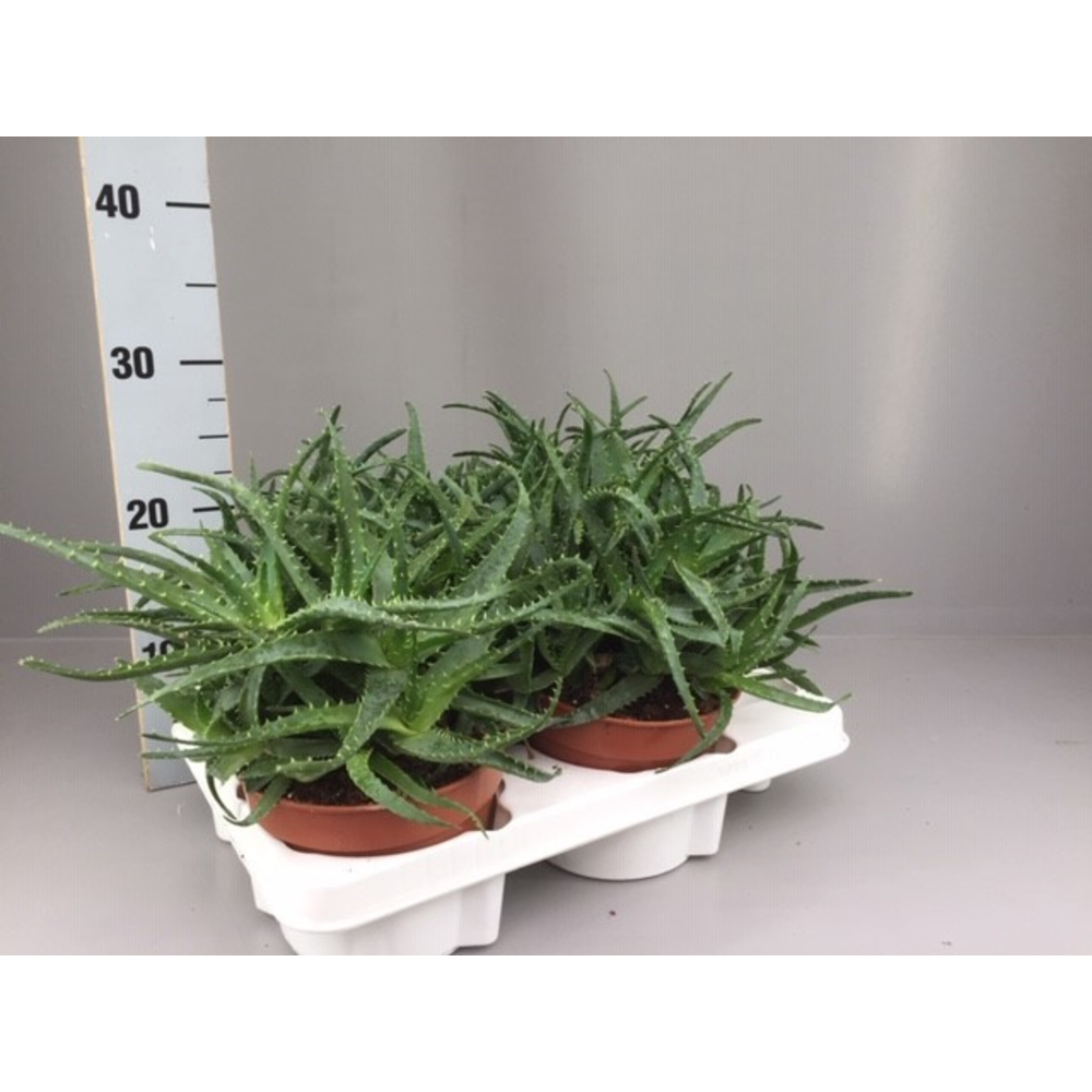Aloe Arborescens vertakt 15.