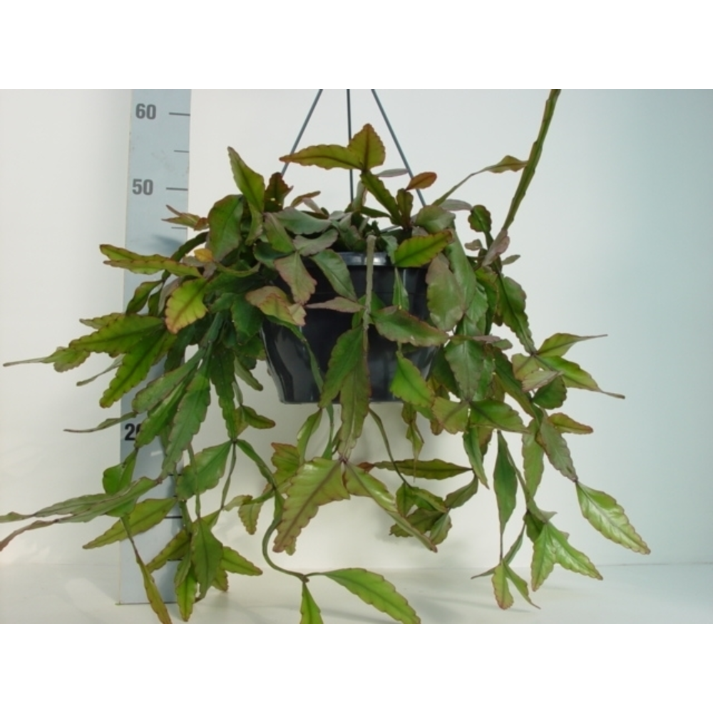 Rhipsalis elliptica.