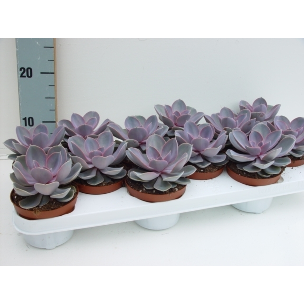 Echeveria Perle von Nurnberg.