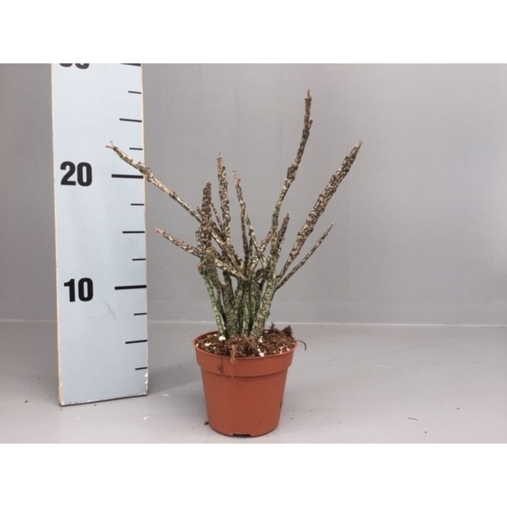 Euphorbia platyclada.