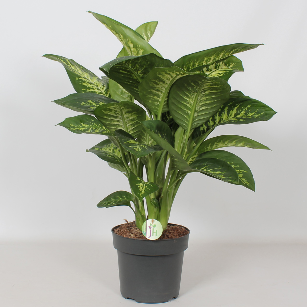 Dieffenbachia 'Reeva'.