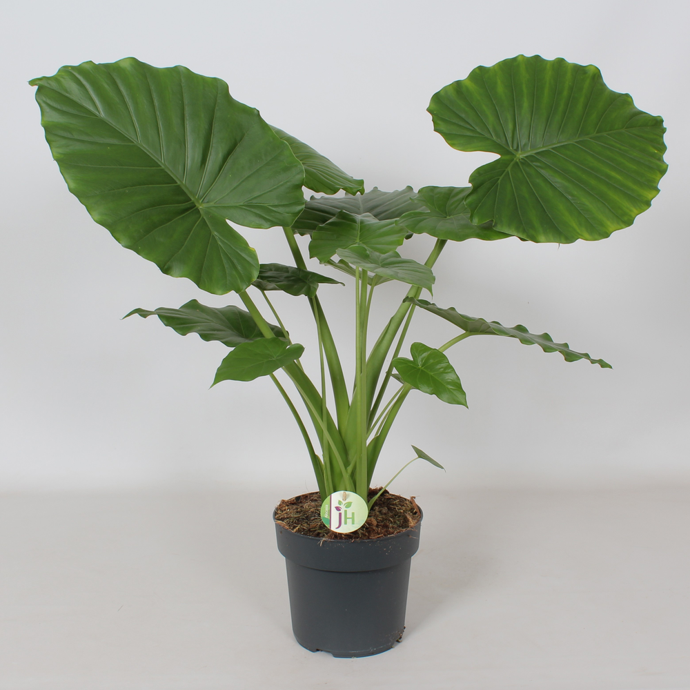 Alocasia Gageana 'California'.