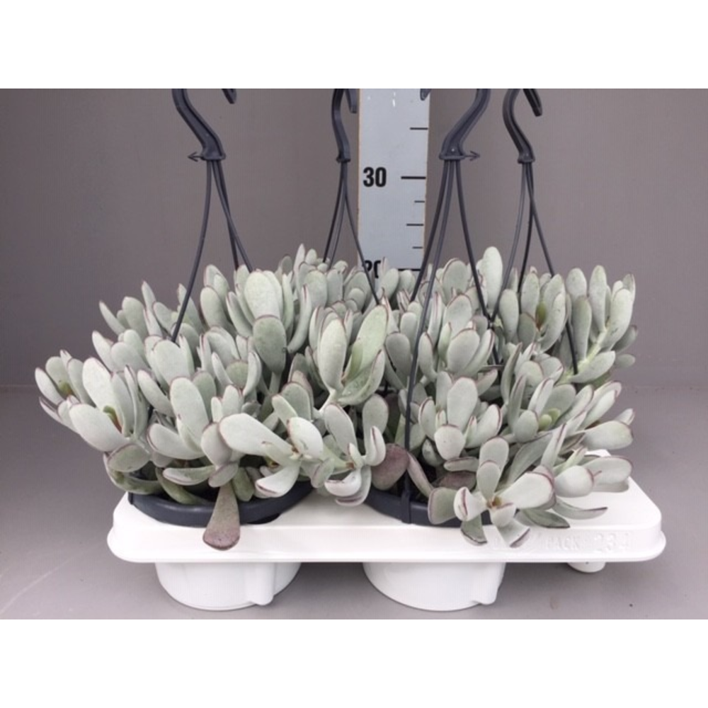 Cotyledon coral.
