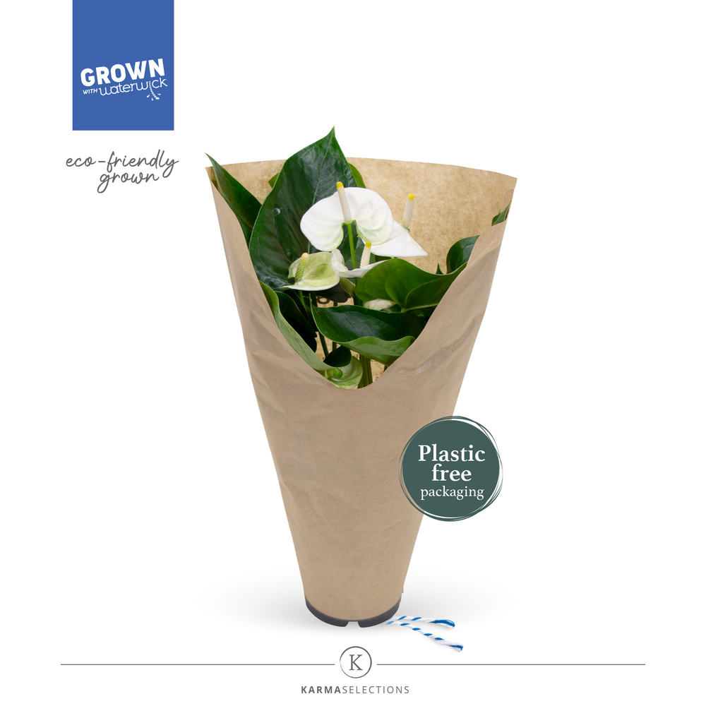 Anthurium - KARMA White | 12cm | ECO/KRAFT SLEEVE.