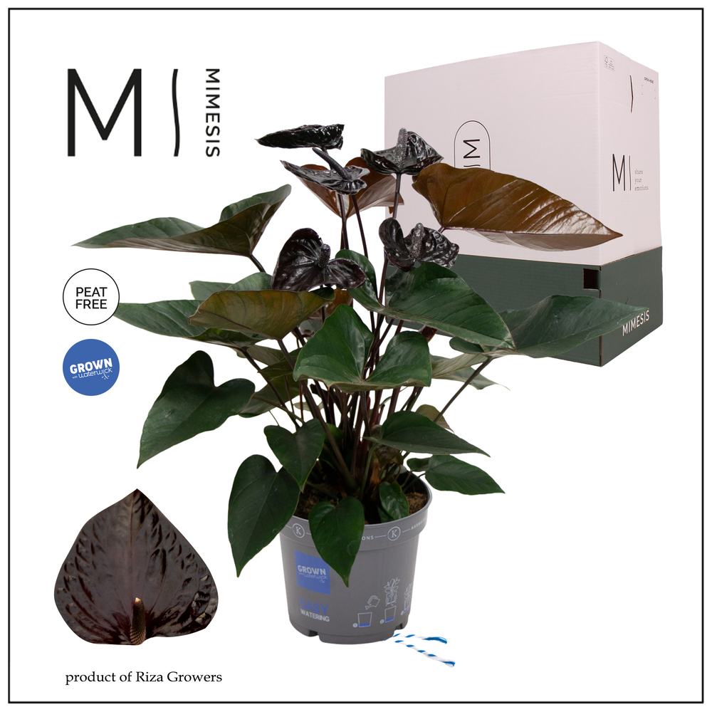 Mimesis Anthurium KARMA Black - 17cm.
