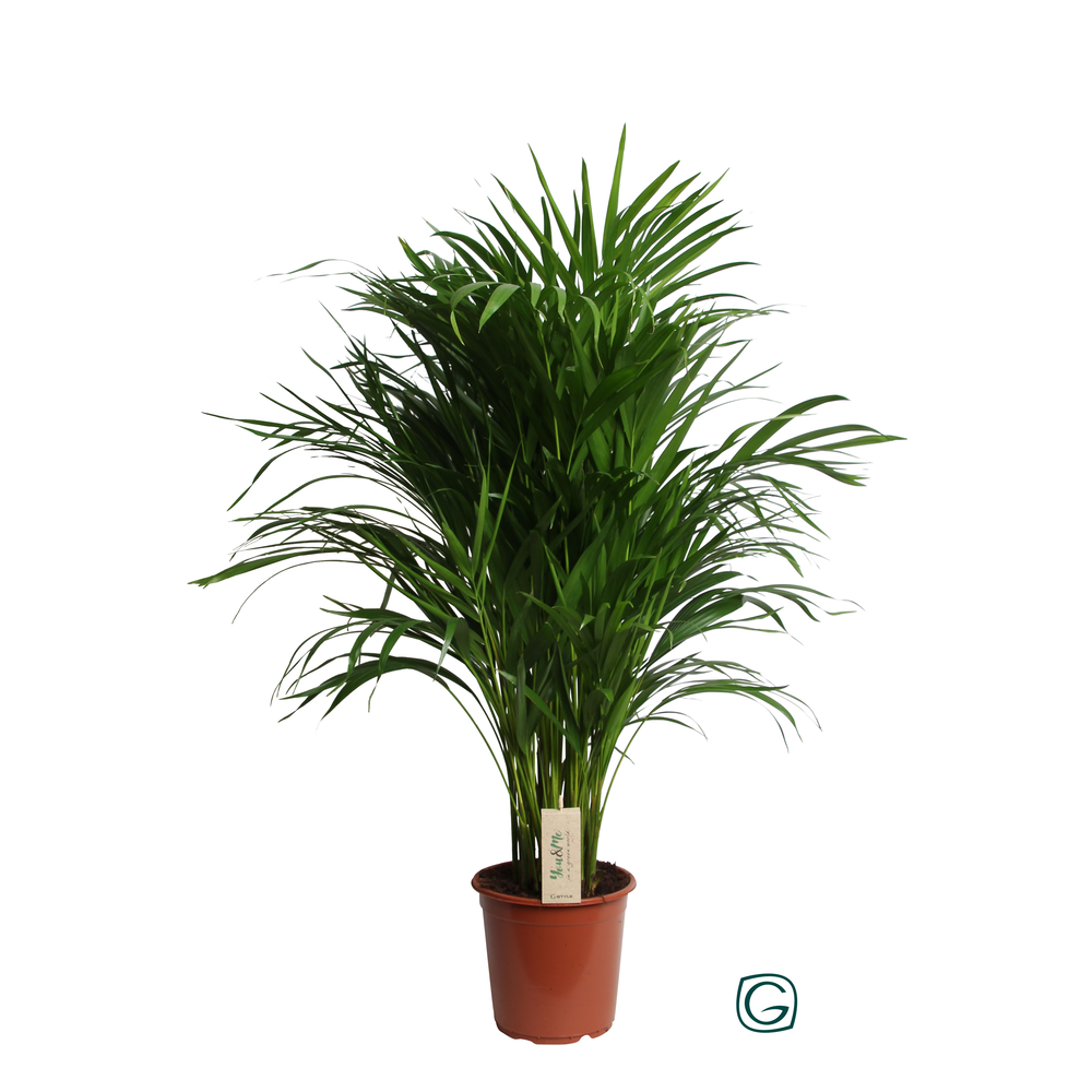 Dypsis Lutescens (Areca) P21.