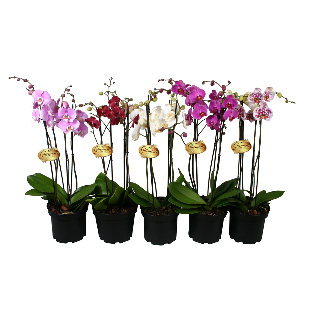 Phalae. XXL 4 tk mix P23.