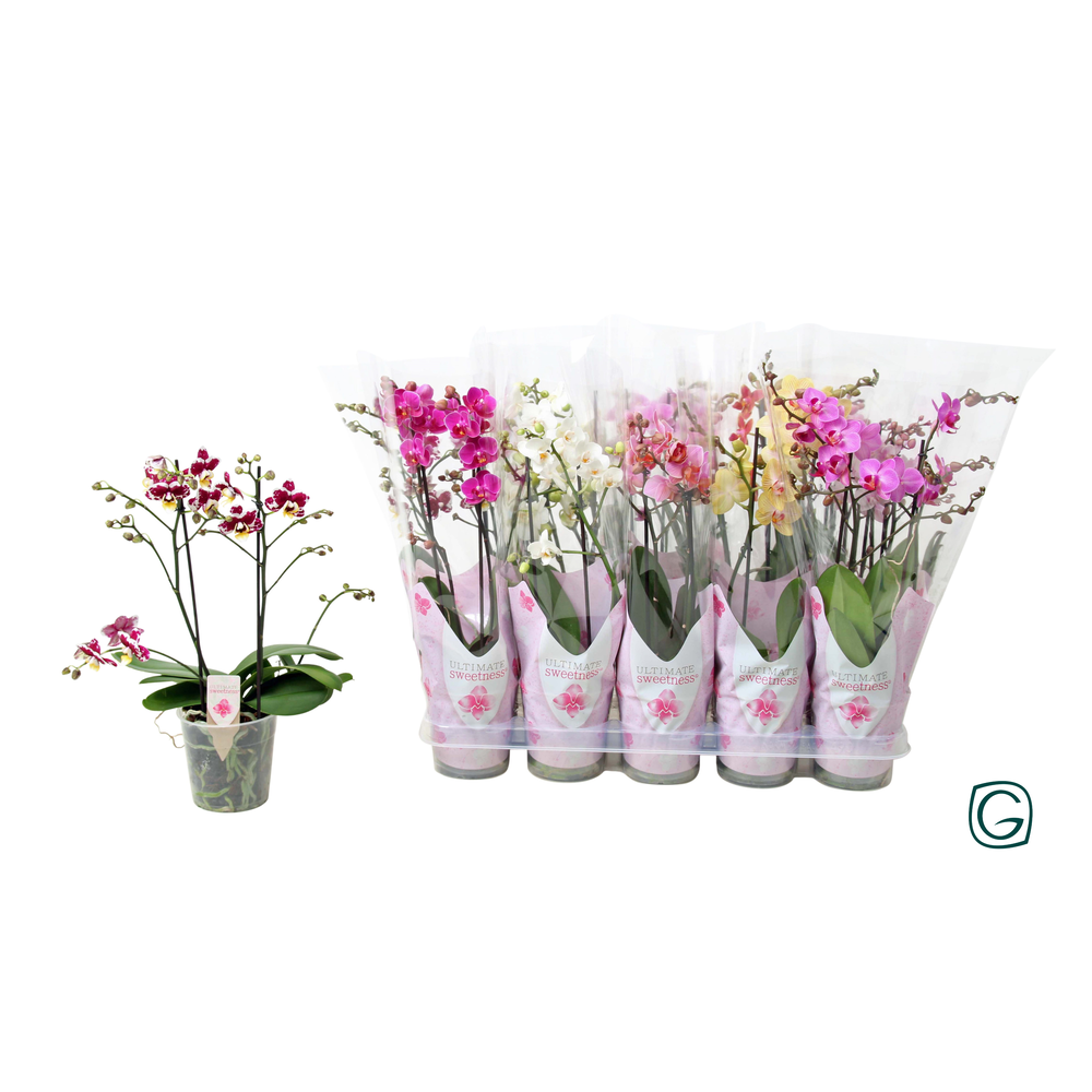 Multiflora 2tk mix 30+.