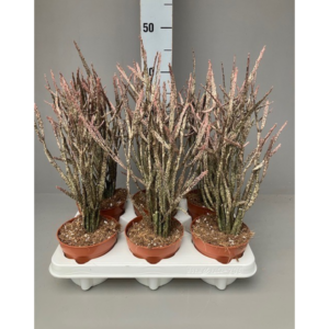 Euphorbia platyclada.