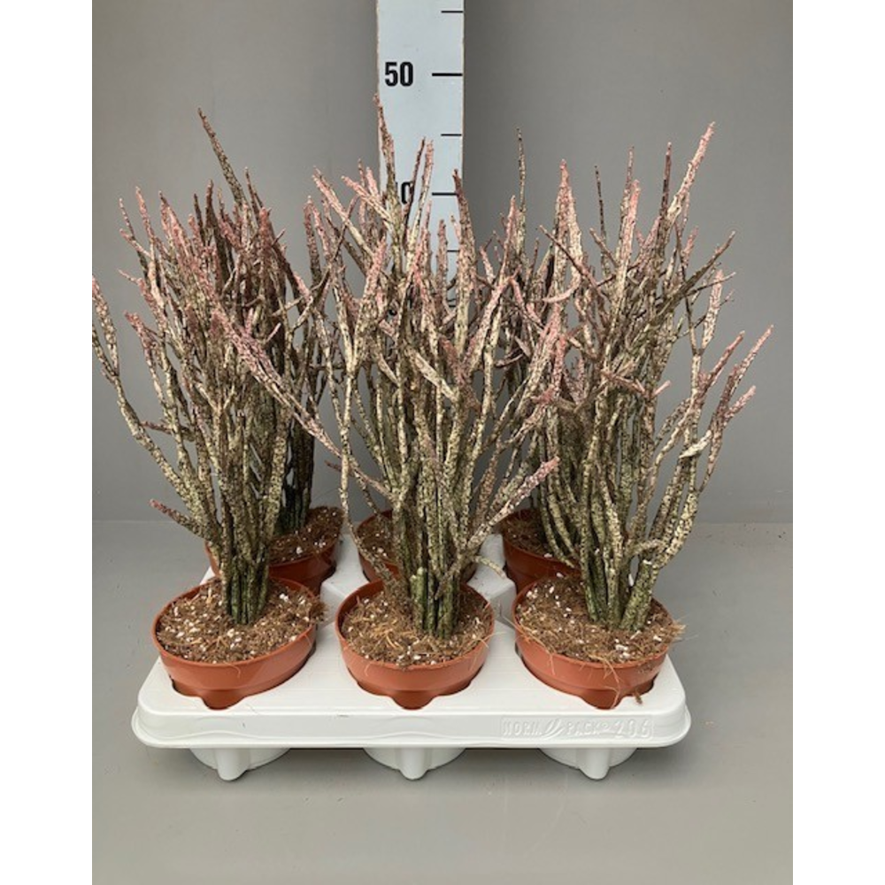 Euphorbia platyclada.