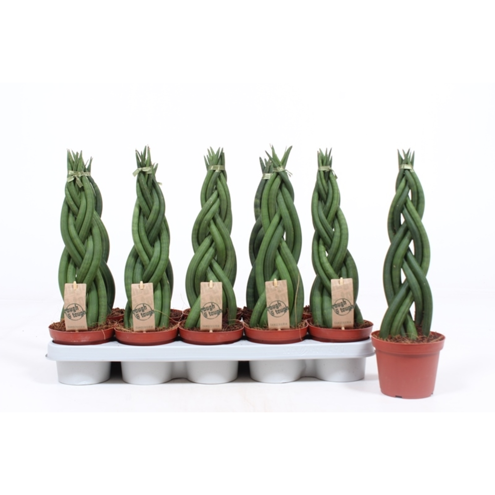 Sansevieria Twister.