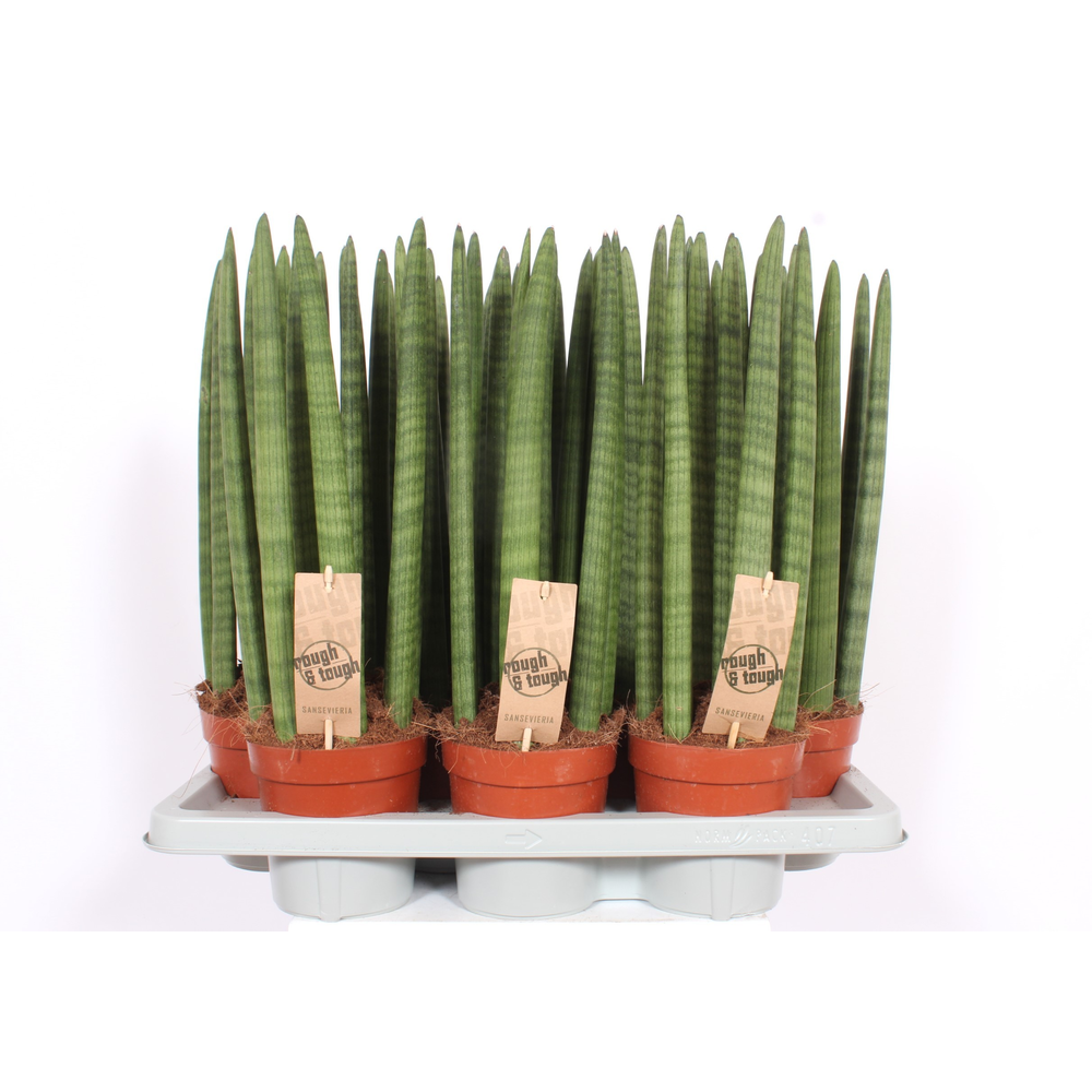 Sansevieria Straight.