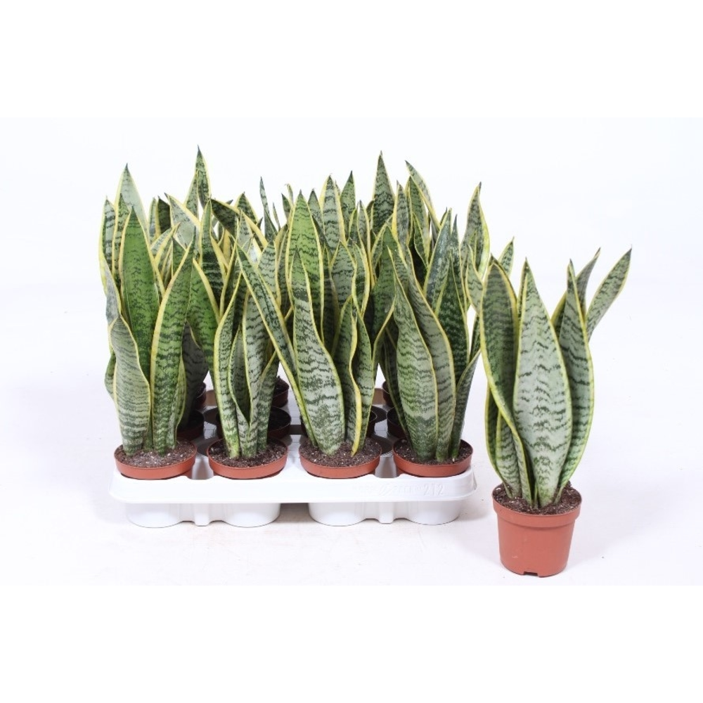 Sansevieria Laurentii.