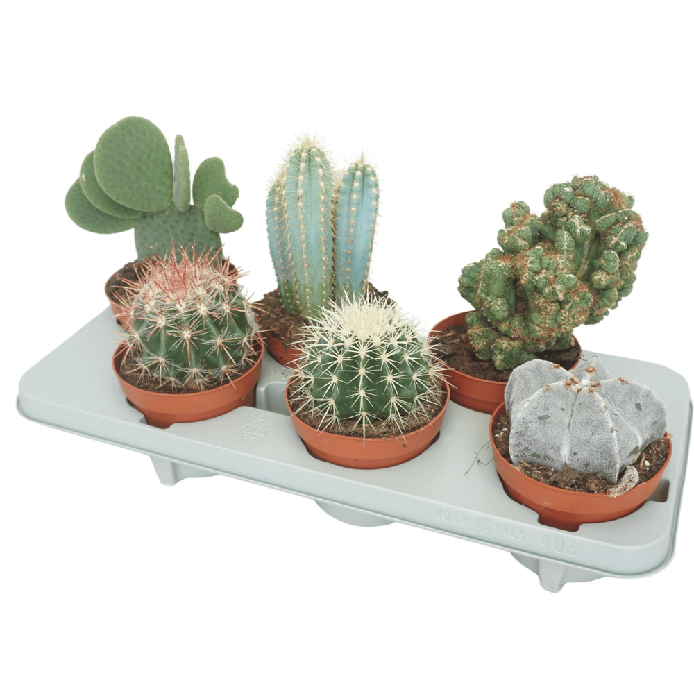 Cactus mix 13 cm.