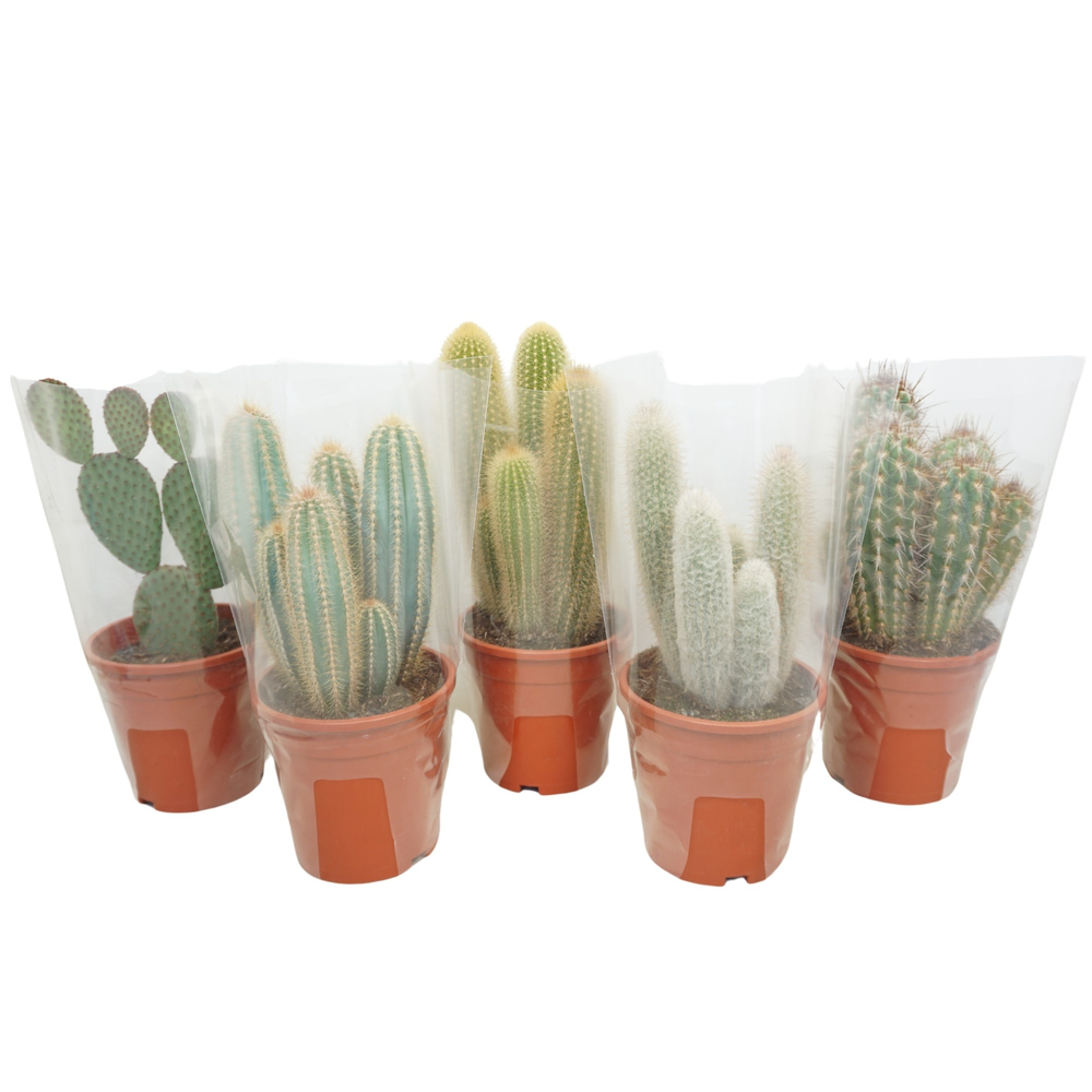 Cactusmix 17 cm in hoes.