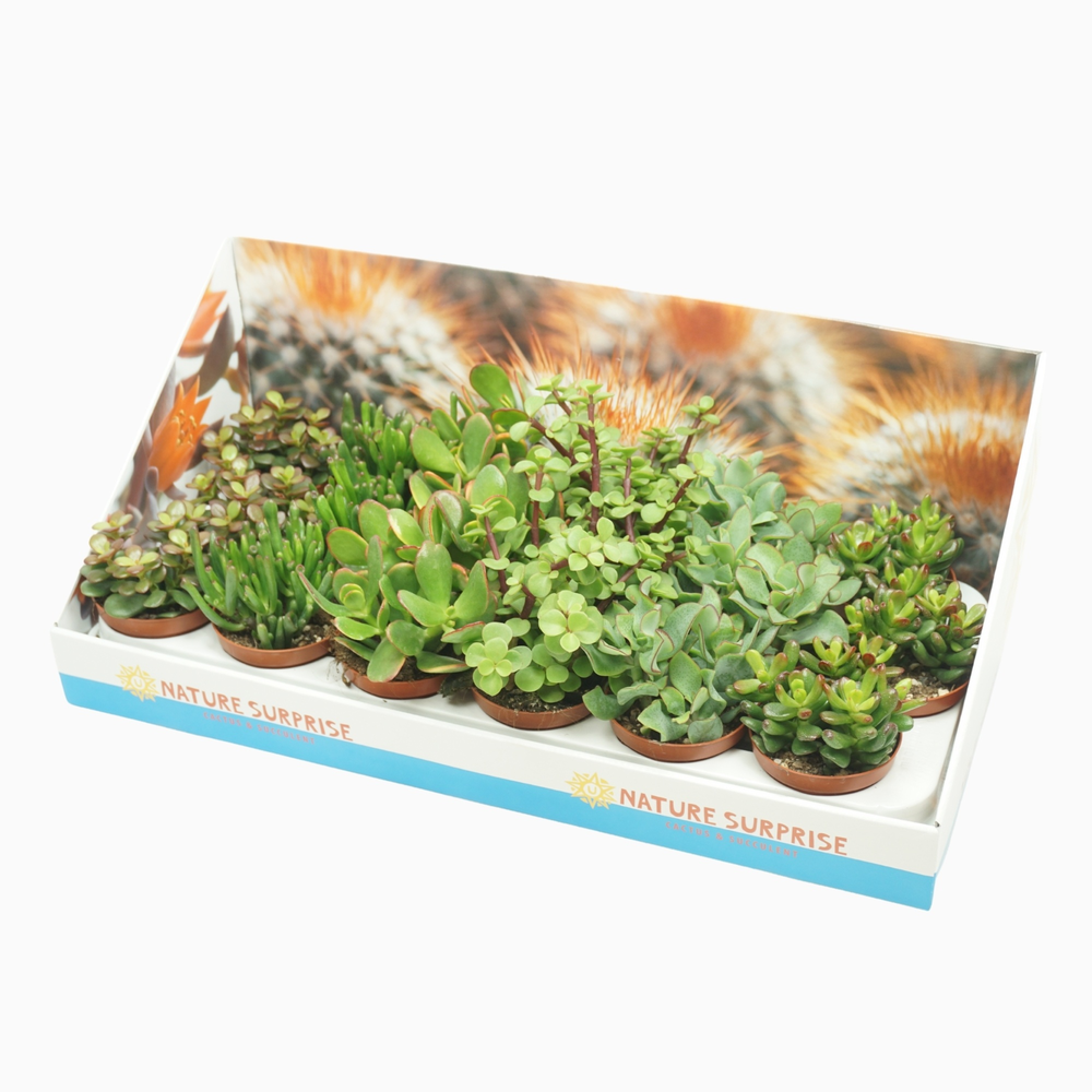 Crassula mix 8,5 cm in presentatiedoos.