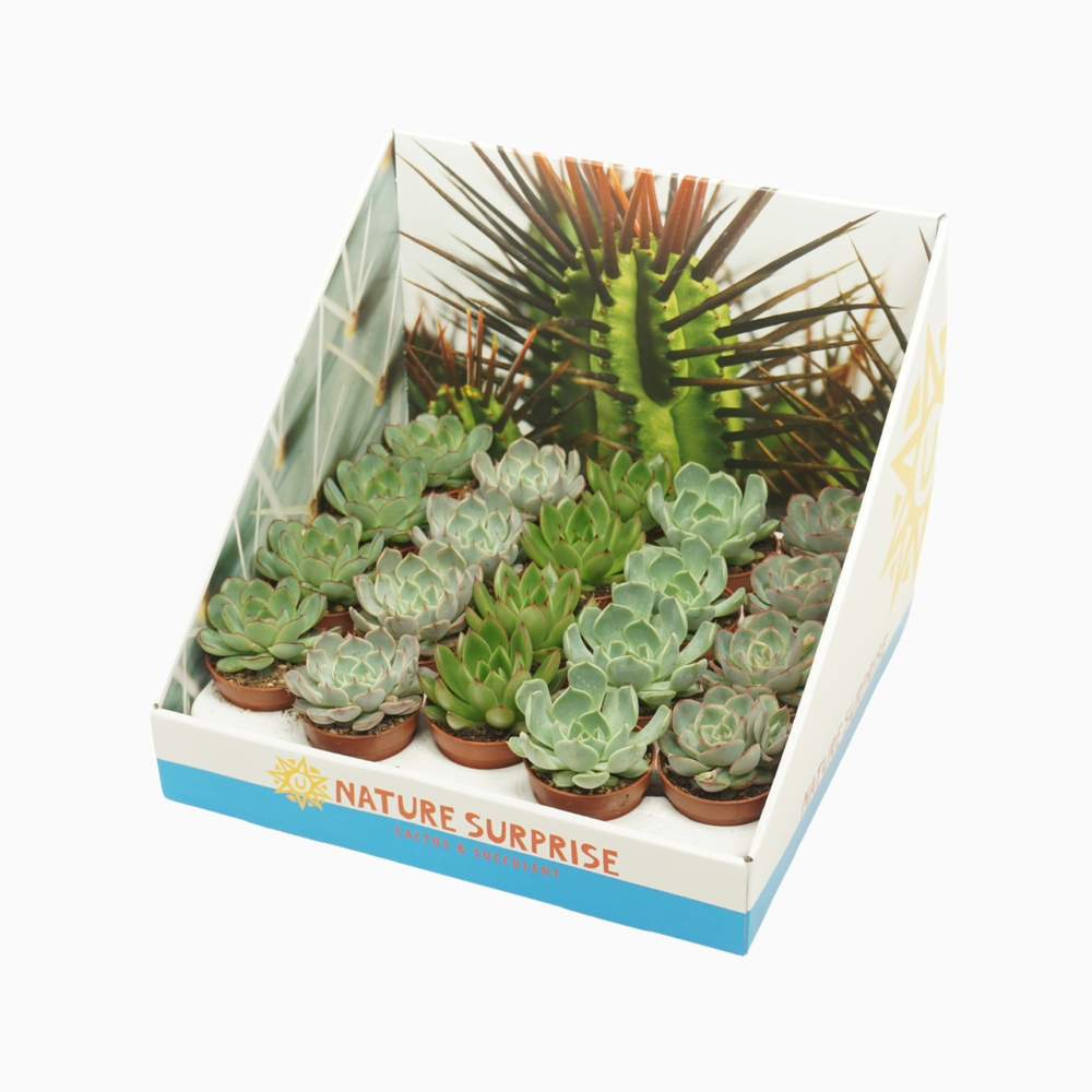 Echeveria mix 5,5 cm in presentatiedoos.