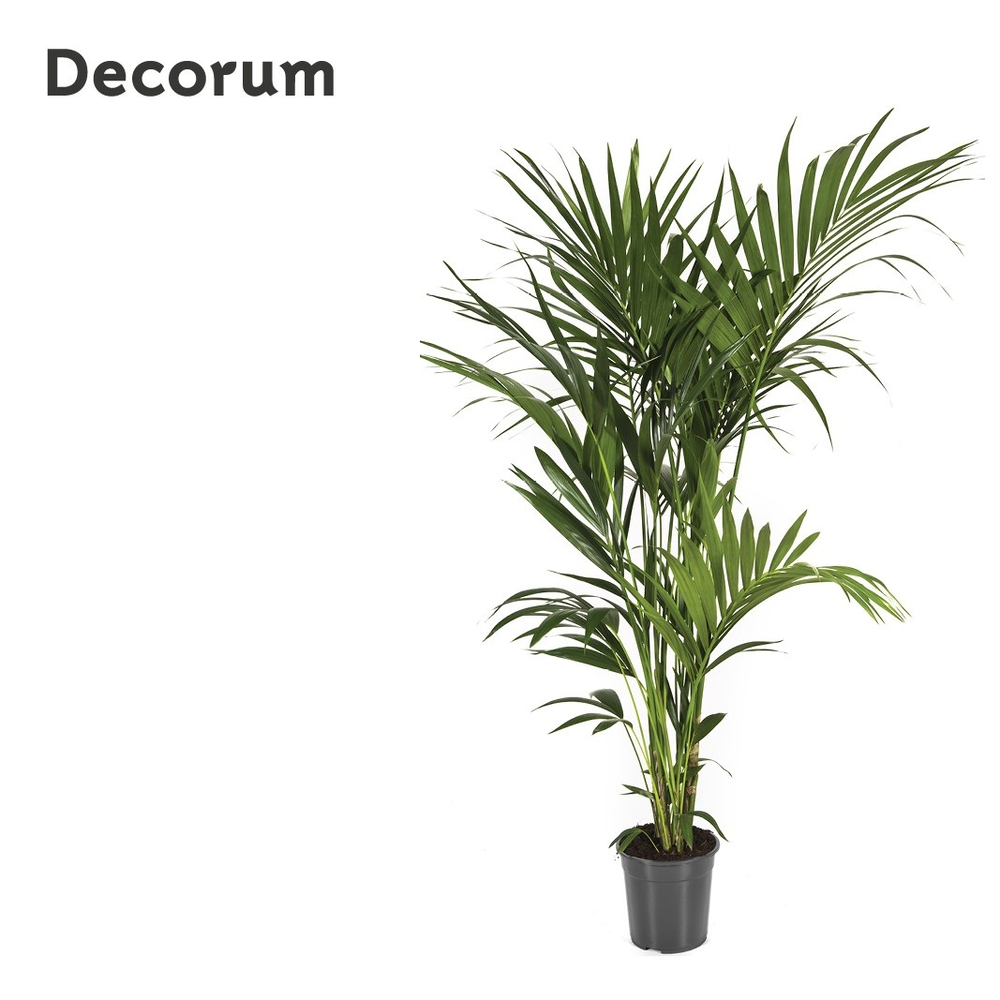 Howea forsteriana 180cm (Kentia).