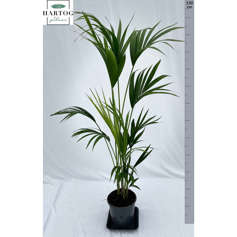 Howea forsteriana 130cm (Kentia).