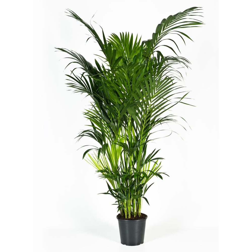 Howea forsteriana 220cm (Kentia).