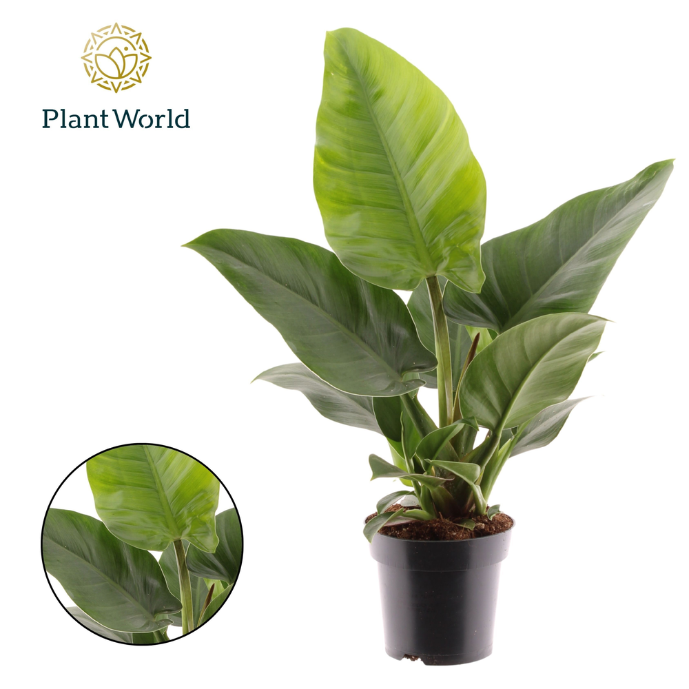 Philodendron Imperial Green Feel Green (Decorum).