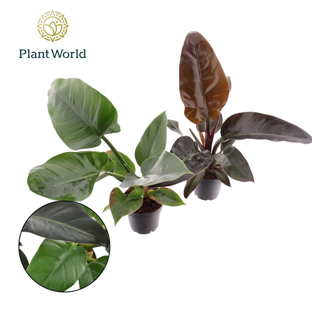 Philodendron mix Imperial Green & Red.