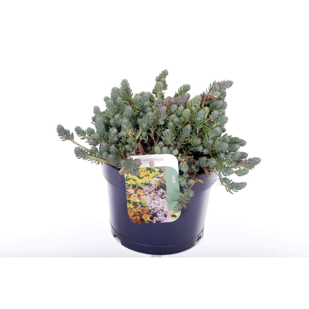 Sedum reflexum.