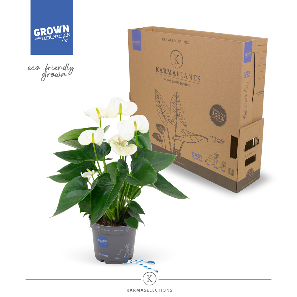 Anthurium - KARMA White | 12cm | PLASTIC FREE.