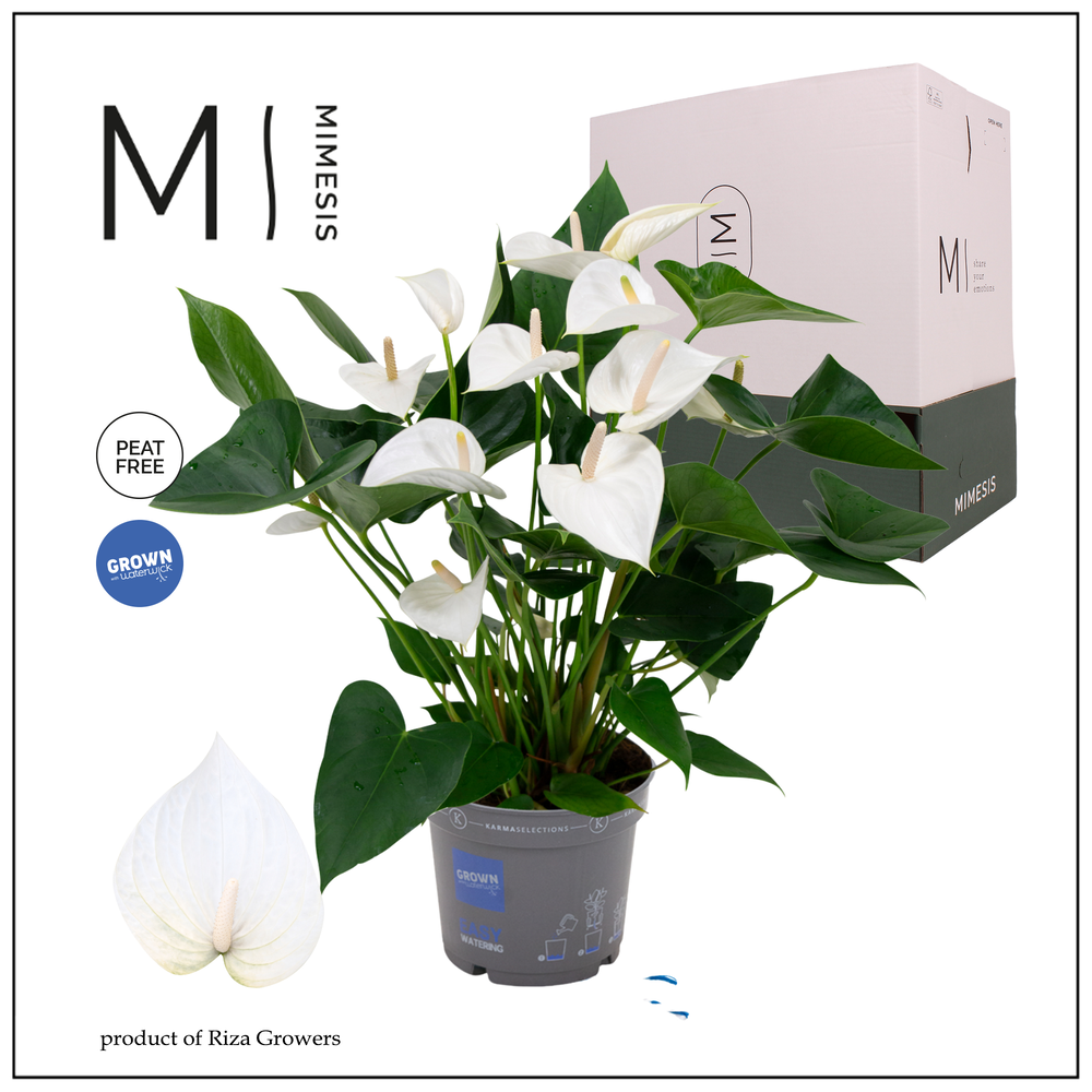 Mimesis Anthurium KARMA White - 17cm.