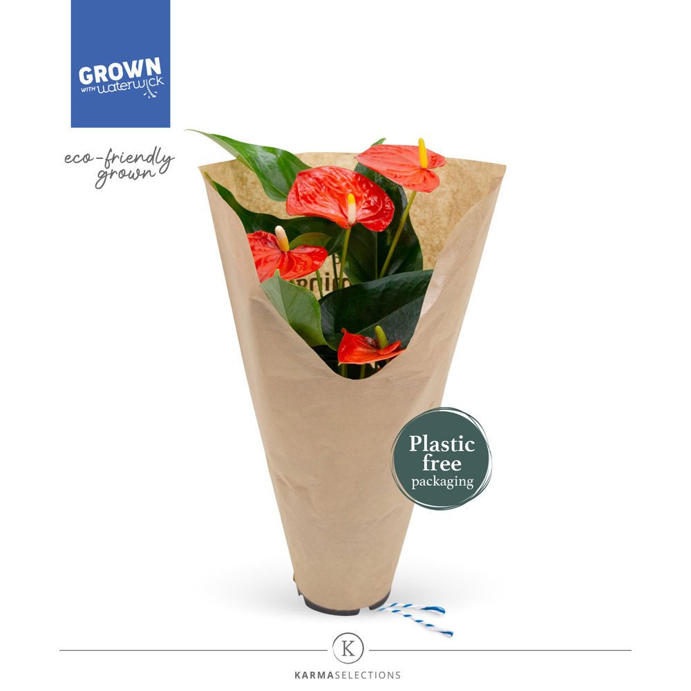 Anthurium - KARMA Orange | 12cm | ECO/KRAFT SLEEVE.