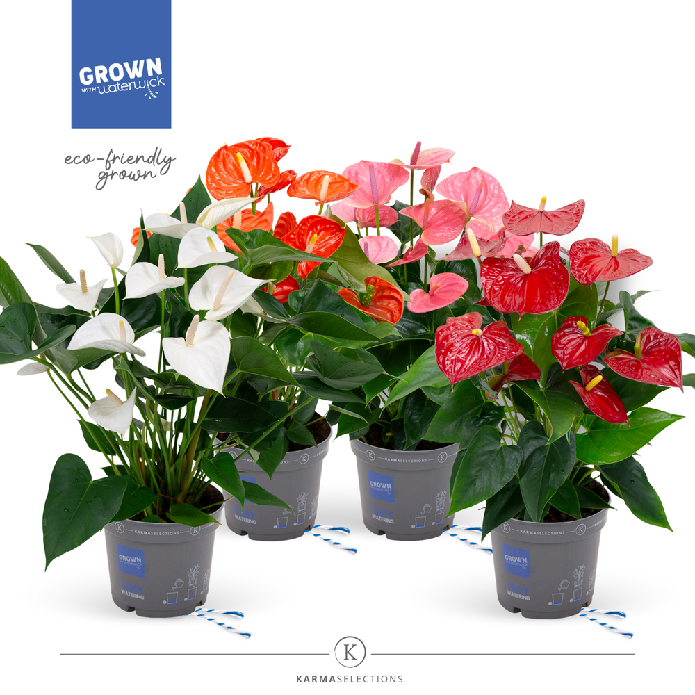 Anthurium - KARMA Mix Grandiflora XL | 17cm.