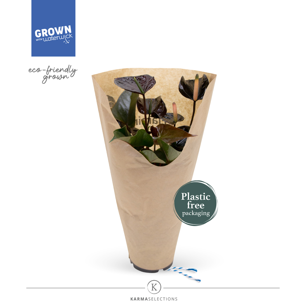 Anthurium - KARMA Black | 12cm | ECO/KRAFT SLEEVE.