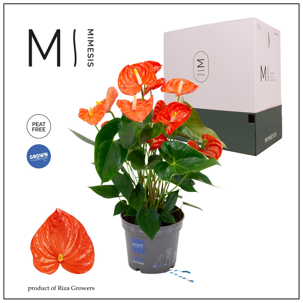 Mimesis Anthurium KARMA Orange - 17cm.