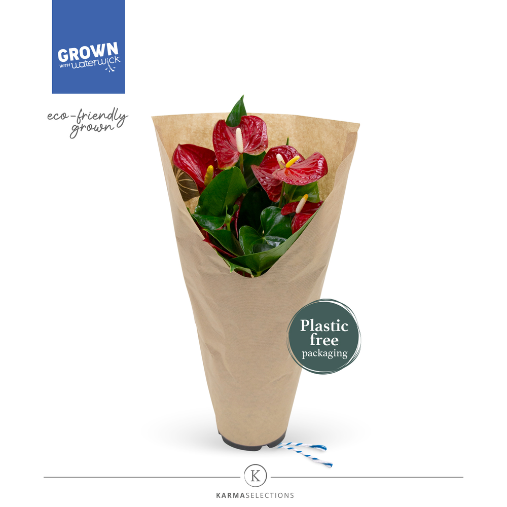 Anthurium - KARMA Red | 12cm | ECO/KRAFT SLEEVE.