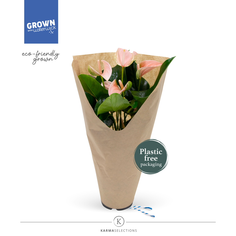 Anthurium - KARMA Peach | 12cm | ECO/KRAFT SLEEVE.
