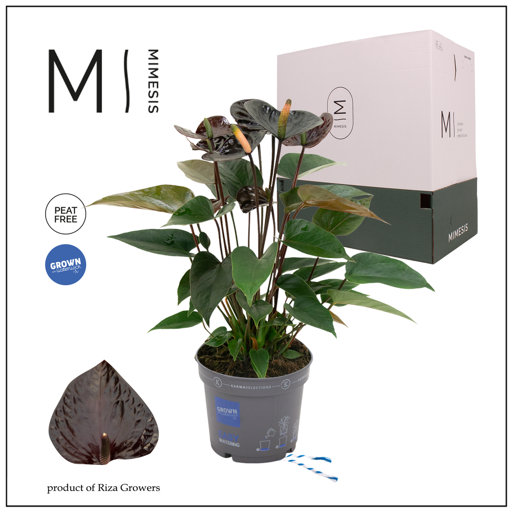 Mimesis Anthurium KARMA Black - 12cm.