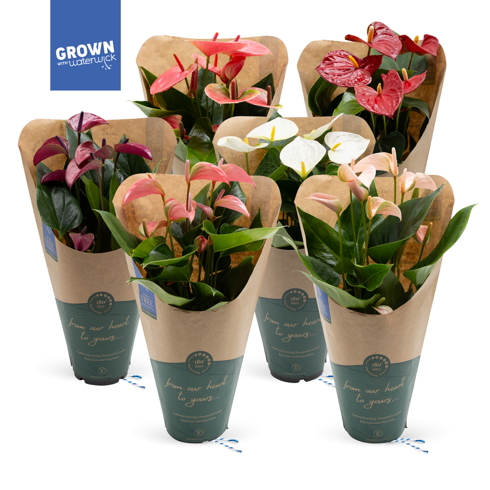 Anthurium - KARMA Various Mix | 12cm | ECO/KRAFT S.