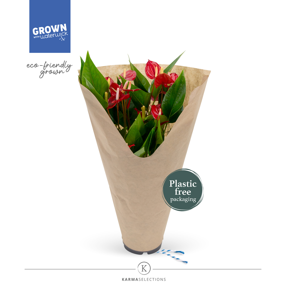 Anthurium - KARMA Million | 12cm | ECO/KRAFT SLEEV.