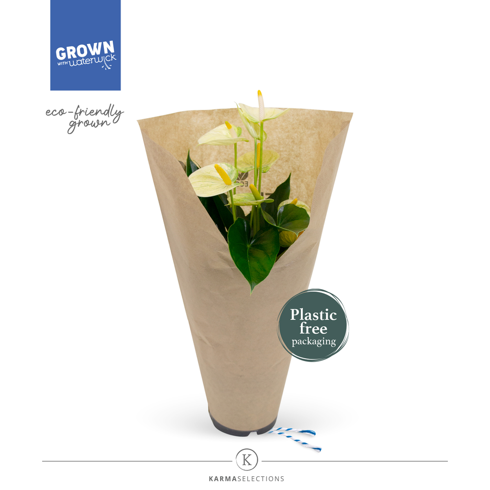 Anthurium - KARMA Lime | 12cm | ECO/KRAFT SLEEVE.
