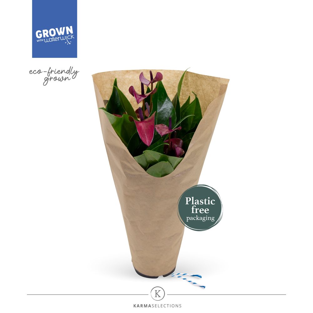 Anthurium - KARMA Purple | 12cm | ECO/KRAFT SLEEVE.