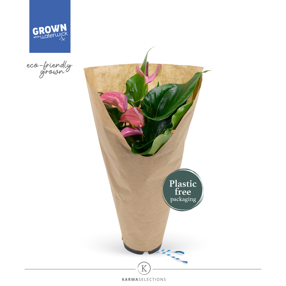 Anthurium - KARMA Joli | 12cm | ECO/KRAFT SLEEVE.
