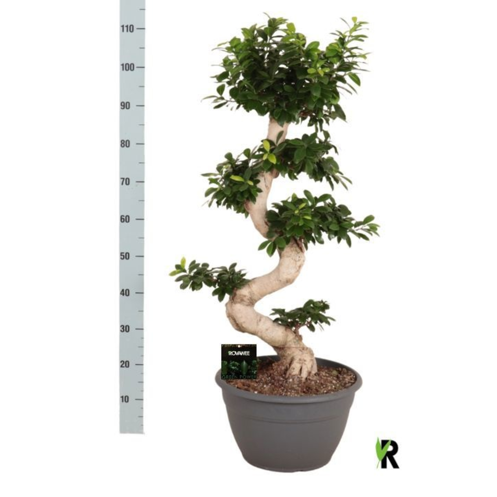 Ficus micr. S-type.