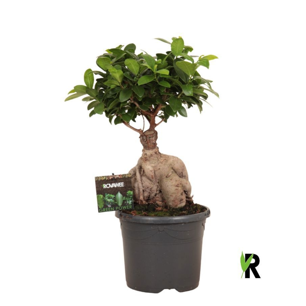 Ficus micr. Ginseng im Plastiktopf.